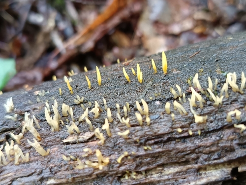 Calocera cornea — (c) Avery, some rights reserved (CC BY)