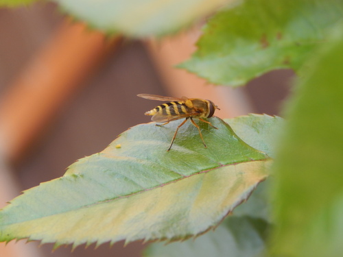 Common Flower Fly