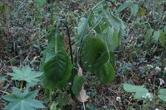 Piper auritum