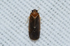 Synecdoche impunctata