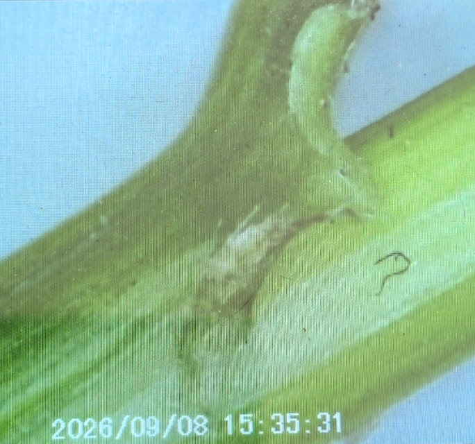 Lolium arundinaceum; photograph (c) Matthew Flood, some rights reserved (CC BY)