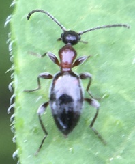 Anthelephila pedestris