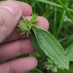 Stachys annua, photograph (c) Sergey Basalaev, some rights reserved (CC BY)