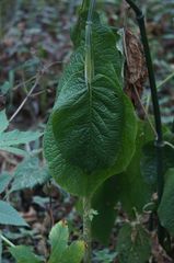 Piper auritum