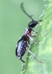 Anthelephila pedestris