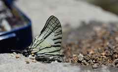 Graphium hoeneanus