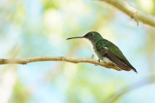 Plain-bellied Emerald