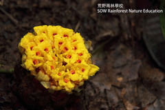 Etlingera fimbriobracteata