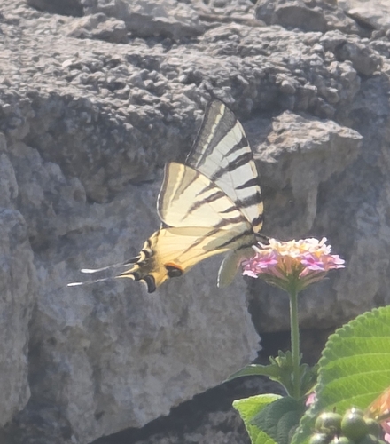 Scarce Swallowtail