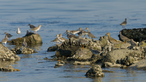 iNaturalist image
