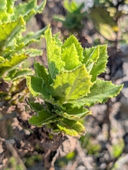 Senecio rigidus, photograph (c) Jessica Utrup, some rights reserved (CC BY)