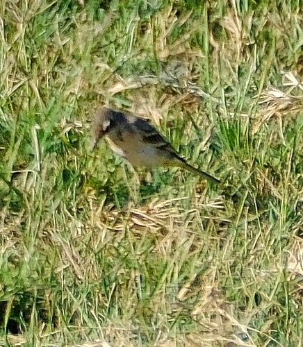 iNaturalist image