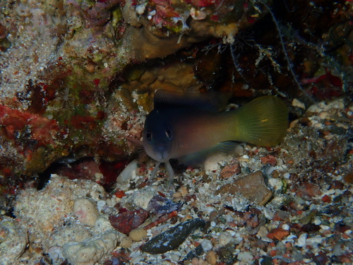Pseudochromis pesi observed 2026-09-05