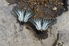 Graphium hoeneanus
