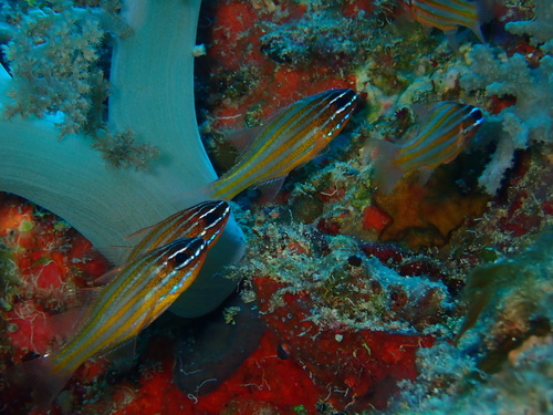 Ostorhinchus cyanosoma observed 2026-09-05