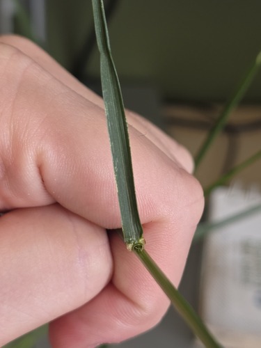 Lolium arundinaceum, photograph 6