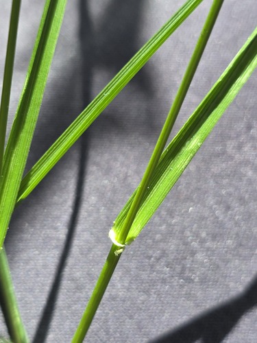 Lolium arundinaceum, photograph 3