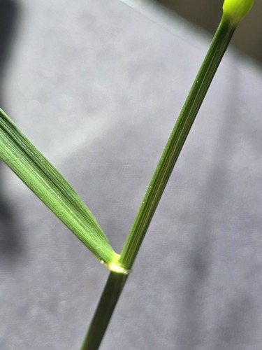 Lolium arundinaceum, photograph 1