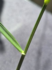 Lolium arundinaceum