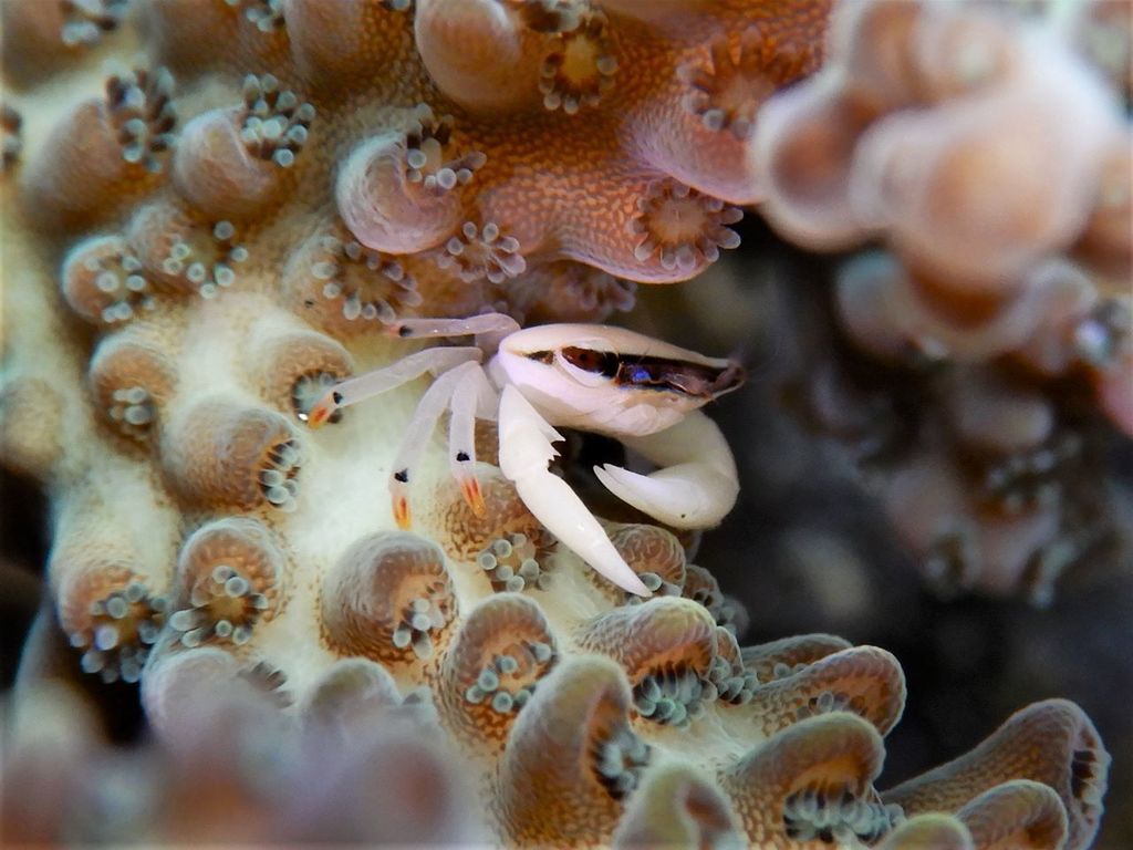 Tetraliidae