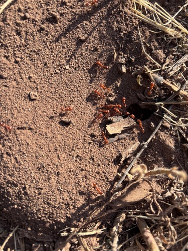 Maricopa Harvester Ant