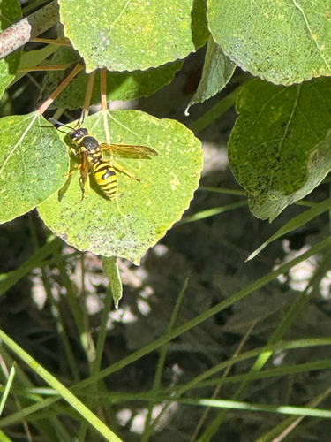 iNaturalist observation photo of Ancistrocerus bustamente