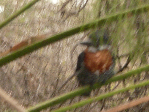 iNaturalist image