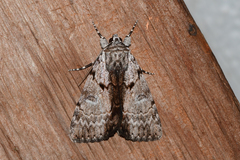 Catocala andromedae