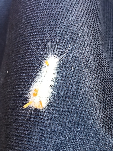 Nut-Tree Tussock