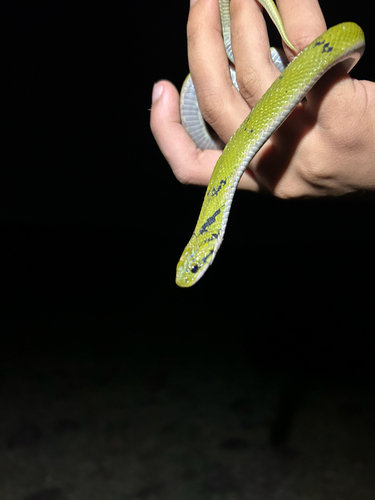 Green Keelback