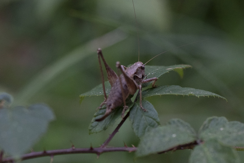 Dark Bush-cricket