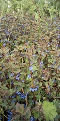 Glechoma hederacea
