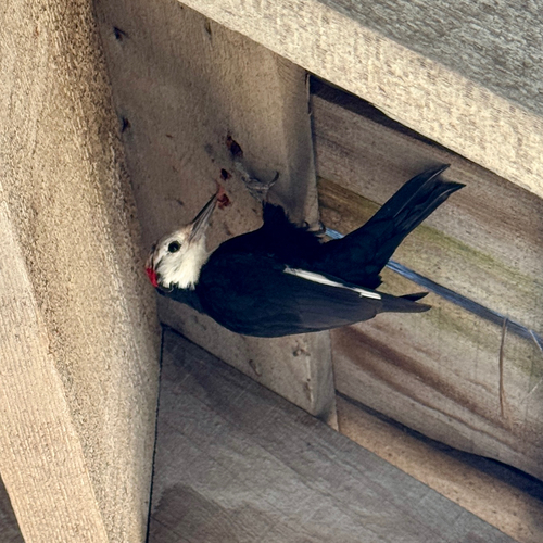 iNaturalist observation photo of White-headed Woodpecker