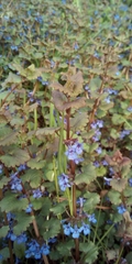 Glechoma hederacea