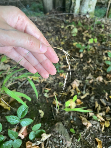 Slender False Brome