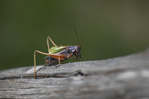 Basque Wide-winged Bush-cricket
