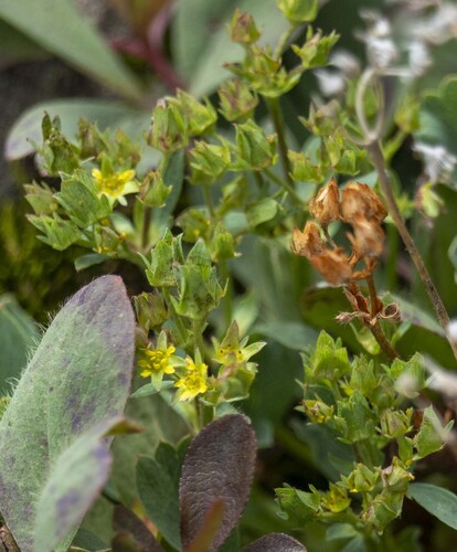 creeping sibbaldia
