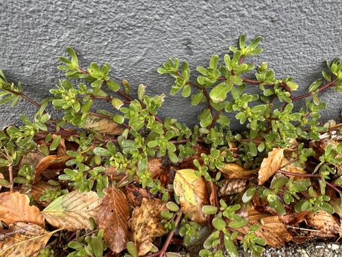 Common Purslane