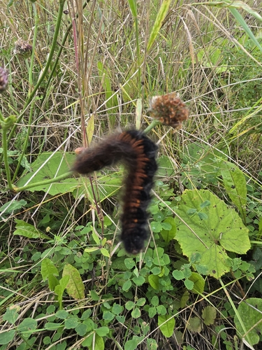 Fox Moth