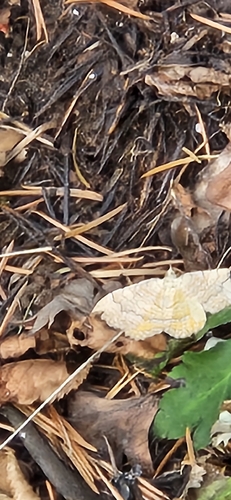Yellow Shell Moth
