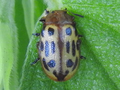 Chrysomela texana