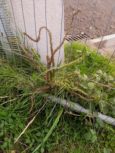 Reseda luteola, photograph 6