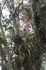 Tillandsia belloensis