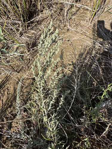 Artemisia caerulescens