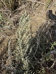 (c) Paolo Zucca, some rights reserved (CC BY) Artemisia caerulescens, photograph (c) Paolo Zucca, some rights reserved (CC BY)