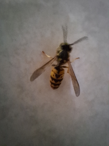 German Yellowjacket