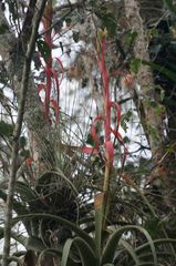 Tillandsia belloensis