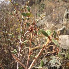Ceanothus caeruleus