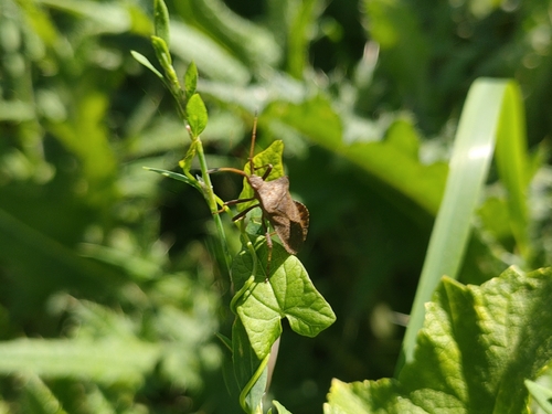Dock Bug
