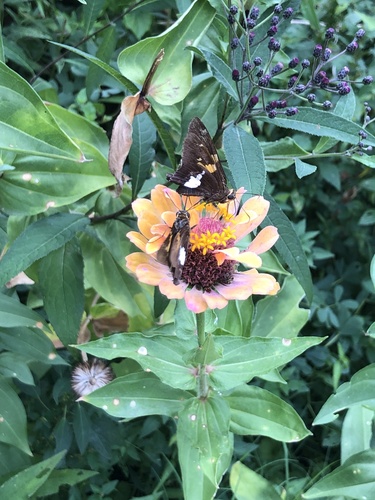 Silver-spotted Skipper